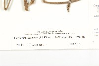 山菊藏品圖，第3張