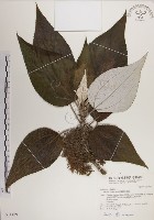 蘭嶼水絲麻藏品圖，第1張