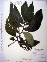 食用樓梯草藏品圖，第1張