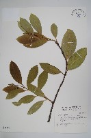 小錦蘭藏品圖，第1張