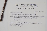 小錦蘭藏品圖，第2張