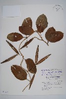 爬森藤藏品圖，第1張