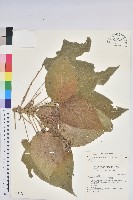 蘭嶼鐵莧、綠島鐵莧藏品圖，第1張