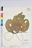 蘭嶼鐵莧、綠島鐵莧藏品圖，第1張