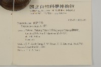 欖仁藏品圖，第2張