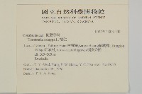 欖仁藏品圖，第2張