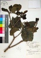 臭娘子藏品圖，第1張