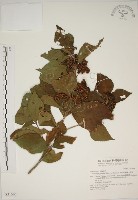 朝鮮紫珠、蘭嶼女兒茶藏品圖，第1張