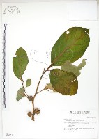大冇榕、稜果榕藏品圖，第1張