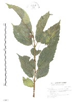 對葉榕藏品圖，第1張