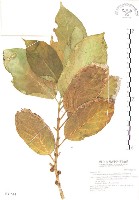 對葉榕藏品圖，第1張