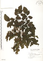 火筒樹藏品圖，第1張