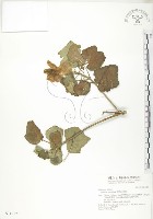 山芙蓉、臺灣山芙蓉、狗頭芙蓉藏品圖，第1張