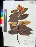 翅子樹、裡白翅子樹、臺灣翅子樹藏品圖，第1張