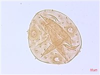 翅子樹、裡白翅子樹、臺灣翅子樹藏品圖，第3張
