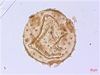 翅子樹、裡白翅子樹、臺灣翅子樹藏品圖，第4張