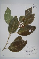 蘭嶼厚殼樹藏品圖，第1張