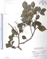 長果月橘藏品圖，第1張