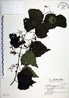 漢氏山葡萄藏品圖，第1張