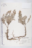 蘄艾、芙蓉菊藏品圖，第1張