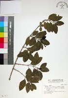 苦林盤藏品圖，第1張