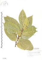 對葉榕藏品圖，第1張