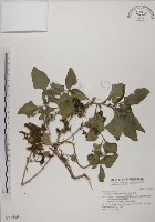番杏藏品圖，第1張