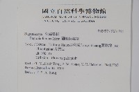 蘭嶼秋海棠藏品圖，第2張