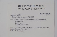 琉球黃楊藏品圖，第2張