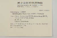 草珊瑚、紅果金粟蘭藏品圖，第2張