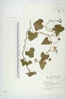 菜欒藤藏品圖，第1張