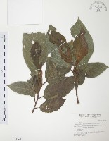 豬母乳、水同木藏品圖，第1張