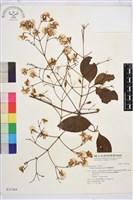 厚葉鐵線蓮藏品圖，第2張