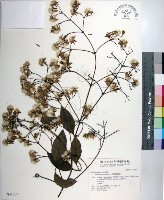 厚葉鐵線蓮藏品圖，第1張