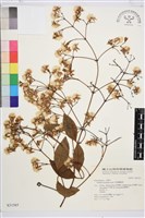 厚葉鐵線蓮藏品圖，第2張