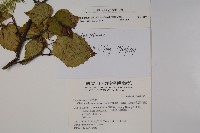 樺葉莢迷、玉山莢迷藏品圖，第2張
