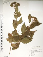 臺灣繡線菊藏品圖，第1張