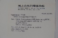 阿里山忍冬、漸尖葉忍冬藏品圖，第2張