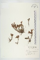 登錄號:S031586藏品圖，第1張