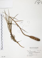 臺灣百合藏品圖，第1張