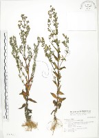 大籽當藥、巒大當藥藏品圖，第1張