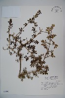 川上氏忍冬藏品圖，第1張