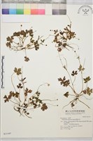 鹿場毛茛藏品圖，第1張