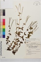 彭氏柳葉菜藏品圖，第1張