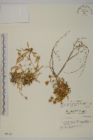 玉山蠅子草藏品圖，第1張