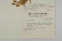 玉山蠅子草藏品圖，第2張