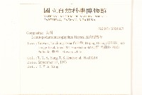 玉山薄雪草藏品圖，第2張