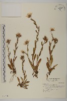 雪山馬蘭藏品圖，第1張