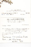 臺灣山芥菜藏品圖，第2張