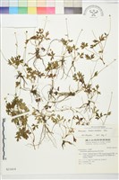 蓬萊毛茛藏品圖，第1張